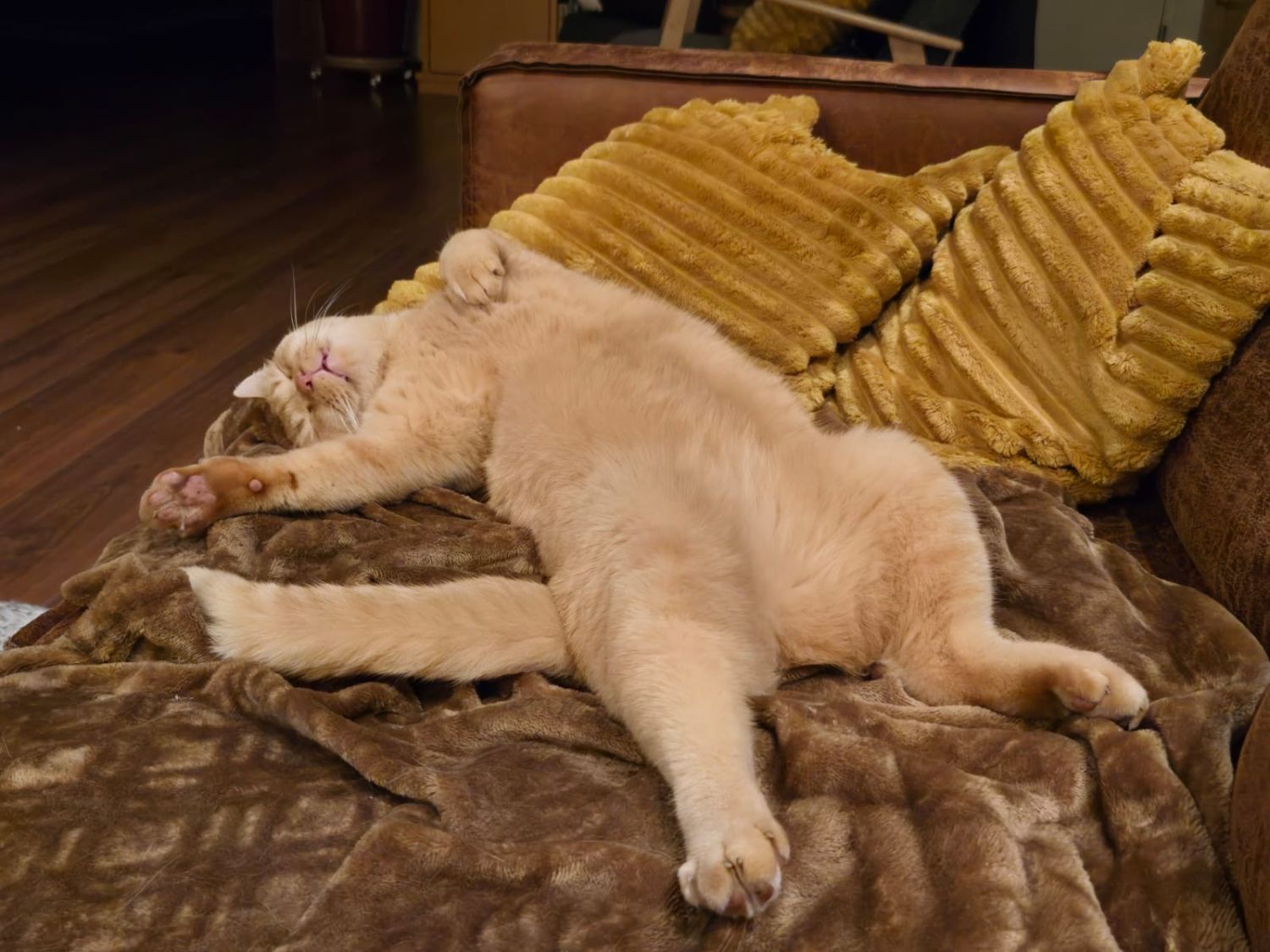 Sommerzeit, eine Katze auf der Couch schlafend
